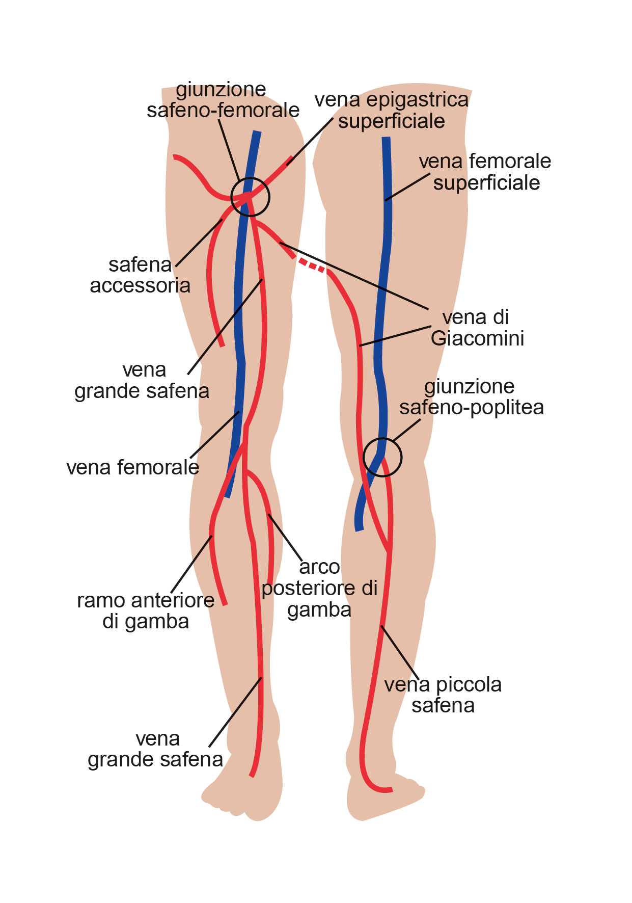 le vene delle gambe